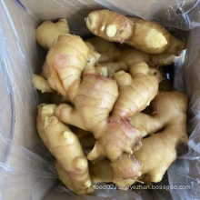 Sinofarm  brand China organic fresh ginger high quantity ginger